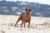 PINSCHER NAIN 007